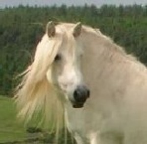 highlandsky-pony_1.jpg